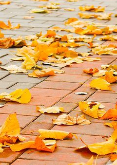 Каталог тротуарной плитки БРАЕР